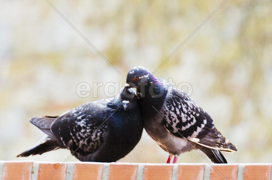 Dove - a symbol of love, friendship and peace in the world