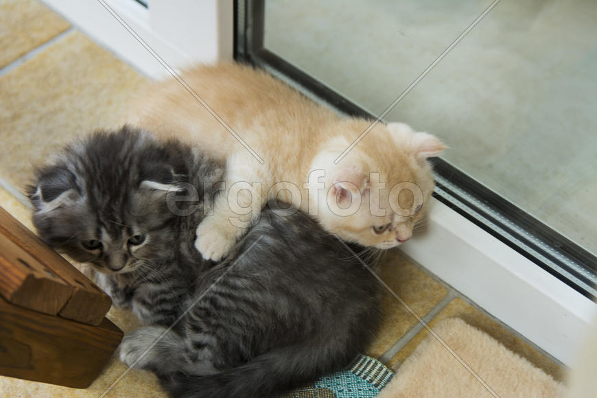 Kittens born in a private home. Beautiful color and good pedigree.