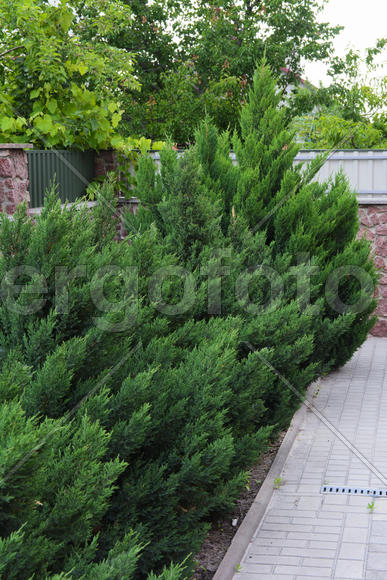 Зеленые кусты Туи 