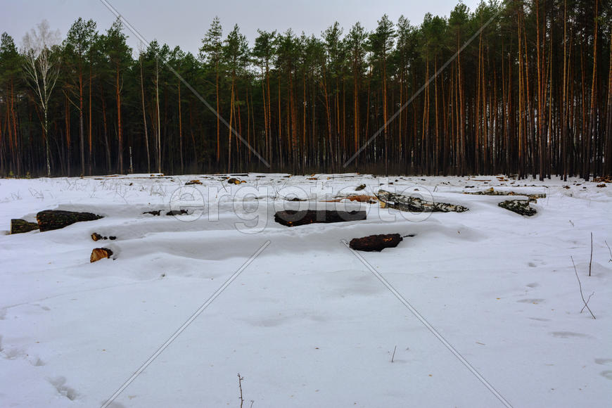 Лесные дороги и тропы растаяли в зимнем лесу