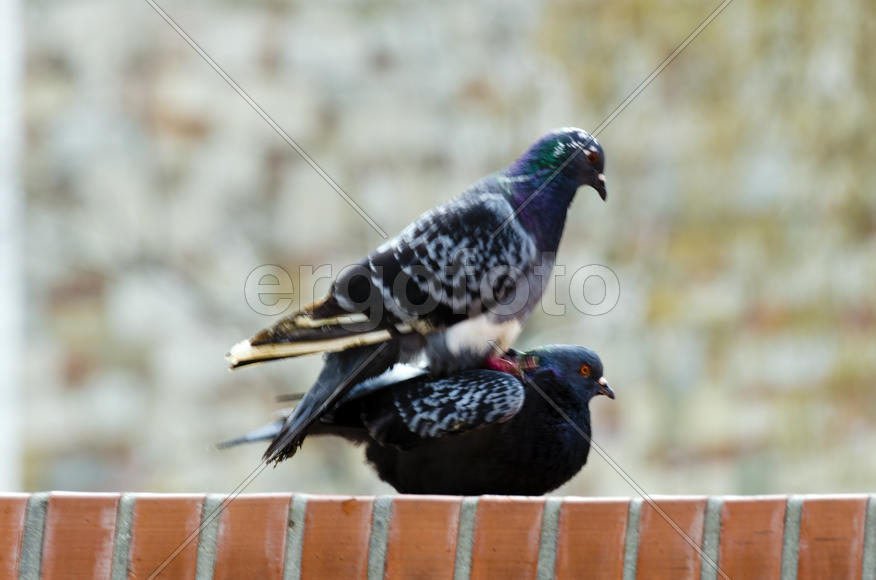 Dove - a symbol of love, friendship and peace in the world