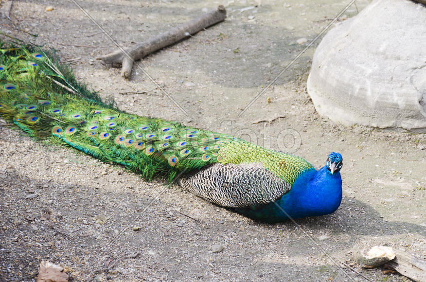 Peacock at the zoo. Elegant and beautiful hvost.Velichestvenny and proud look