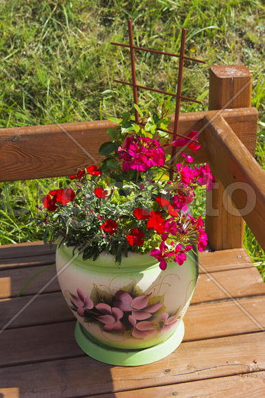 Flowers in pots on the terrace of a private house