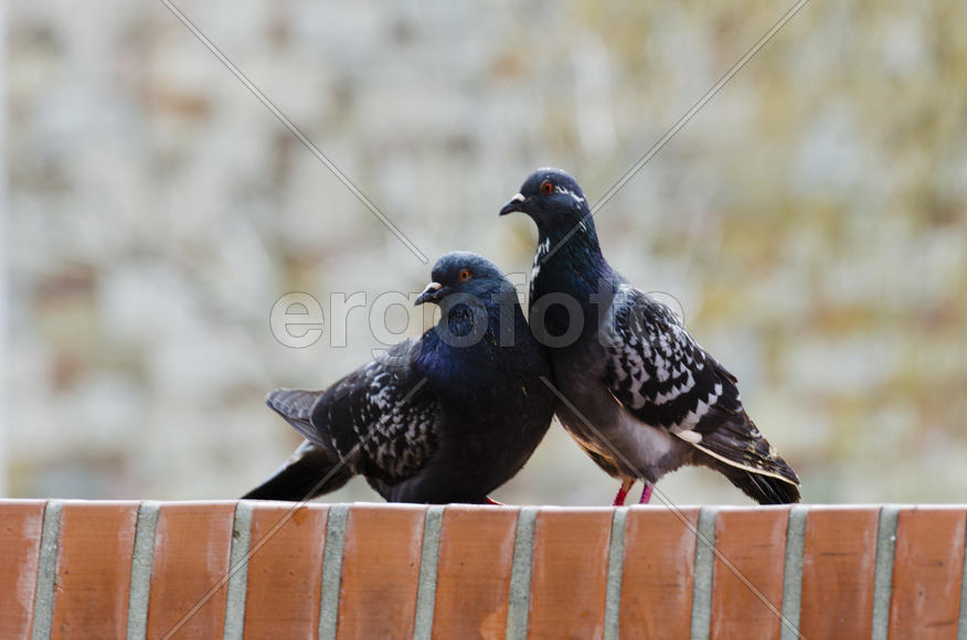 Dove - a symbol of love, friendship and peace in the world
