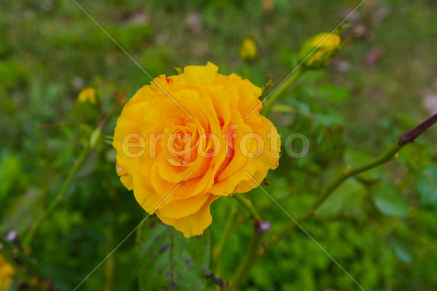 Бутон желтой розы 