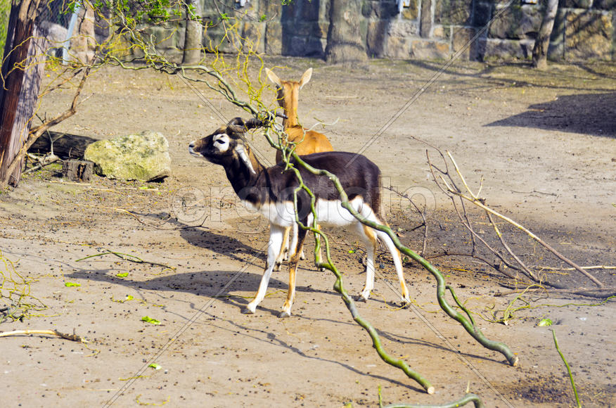 Horned antelope in a zoo. Herbivore with a beautifully curled horns. Most running speed and jumping