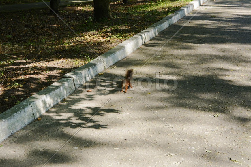 Squirrel on the nature of the sanatorium in the city of Lviv