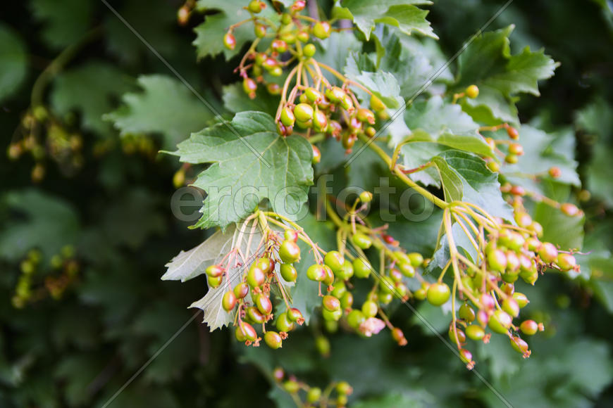 Fruit garden near private homes