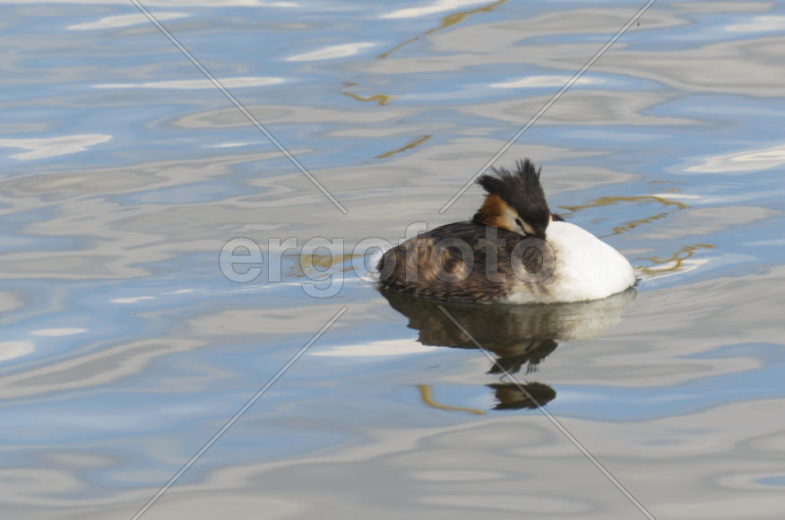 Duck. Various color of plumage. Birds medium and small size with a relatively short neck