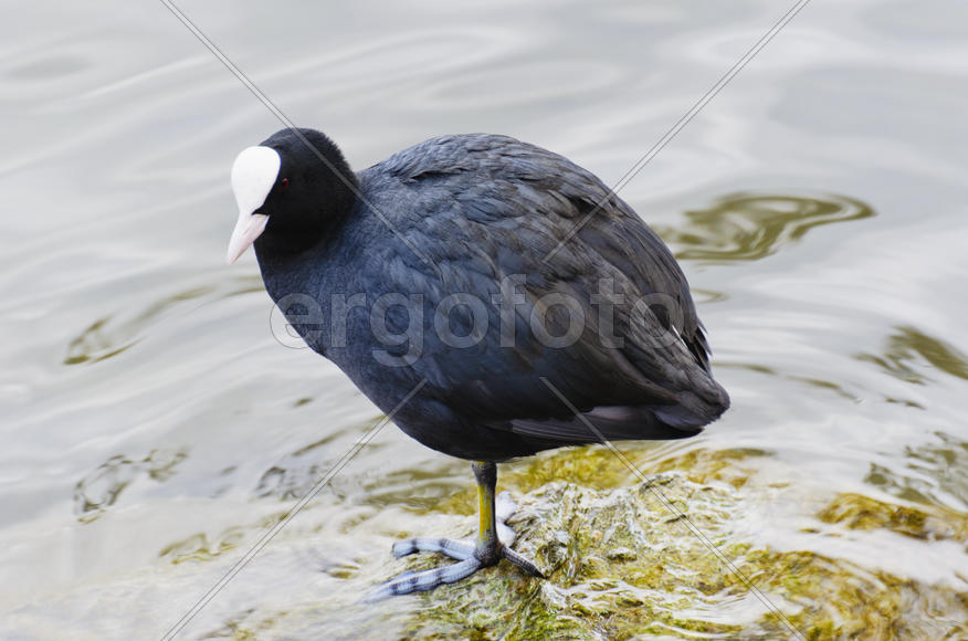 Duck. Various color of plumage. Birds medium and small size with a relatively short neck