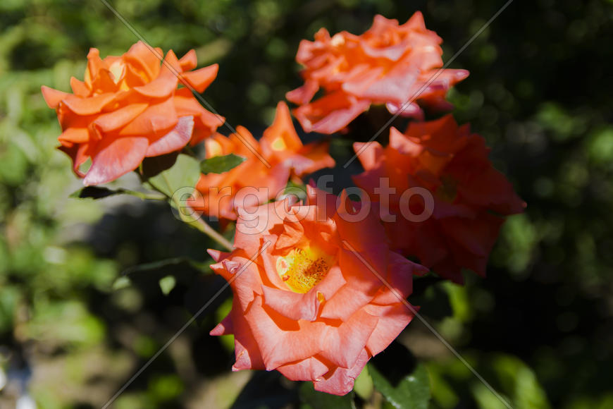 Roses in the yard on the lawn near a private house