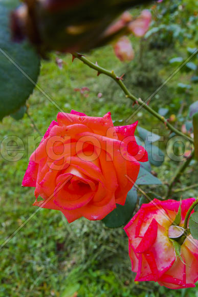 Бутон красной распустившейся розы 