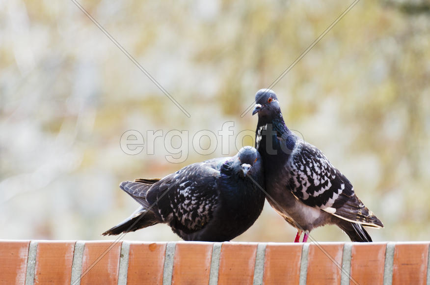 Dove - a symbol of love, friendship and peace in the world