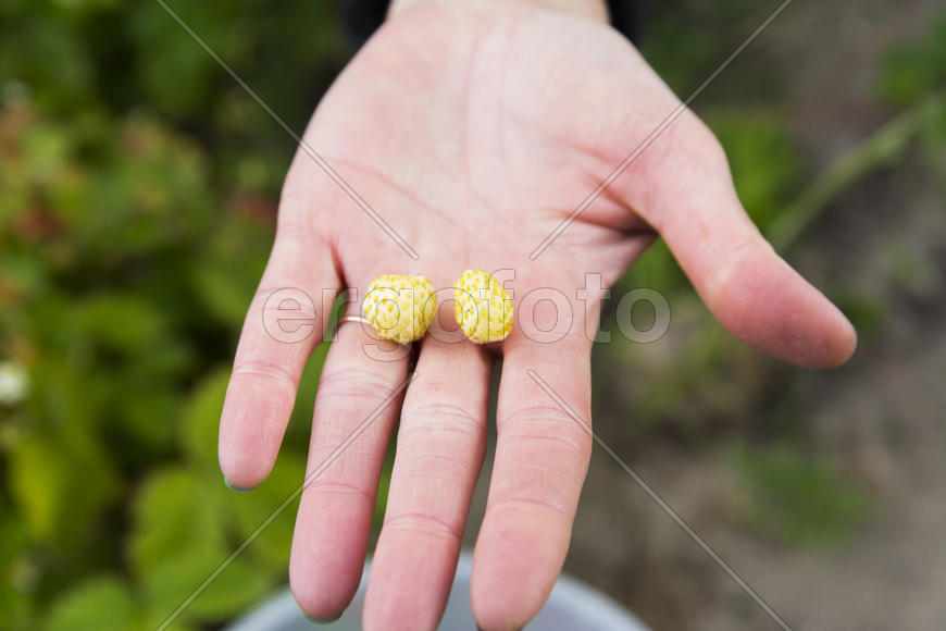 Children and adults collect strawberries near a private house