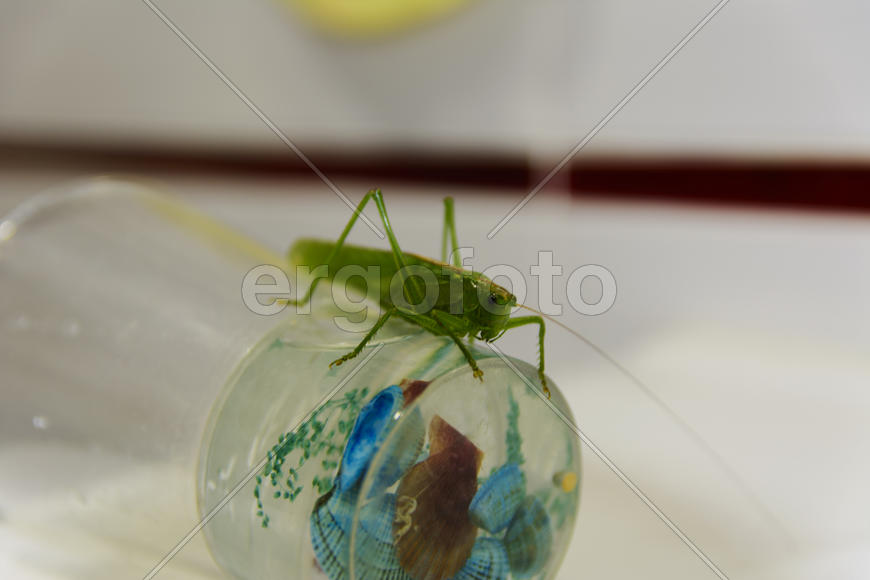 Locusts on the glass with toothbrushes in the bathroom.