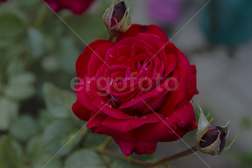 Roses in the yard on the lawn near a private house