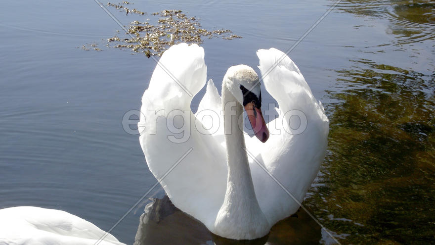 White swans on lake in Zhitomir. Ukraine. Magnificent fishing. Excellent rest