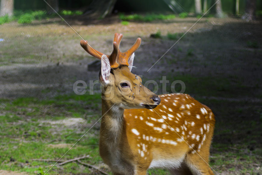 Sika deer - a mammal of the family Oleneva. Animals in the wild.