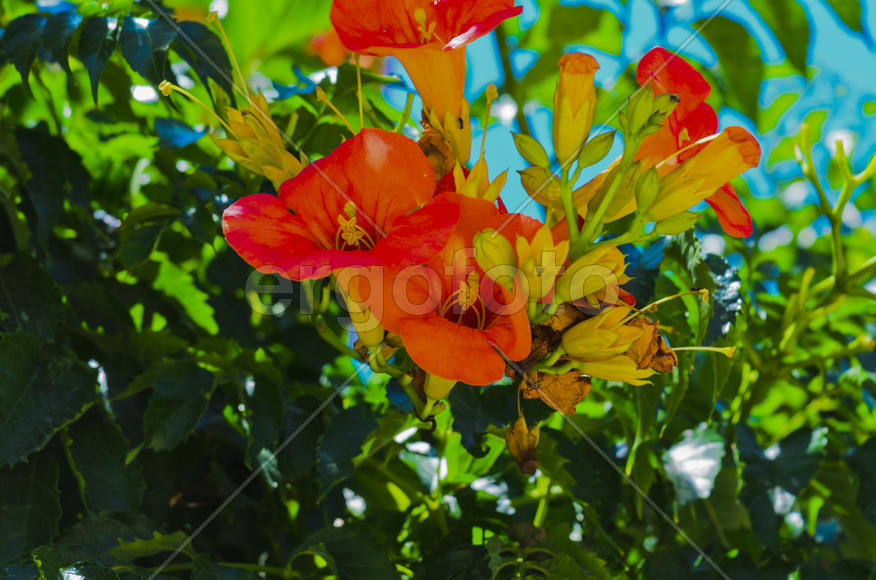 Flowers near the house. Admire the rising sun, blossoming flower, or the smell of the night violets