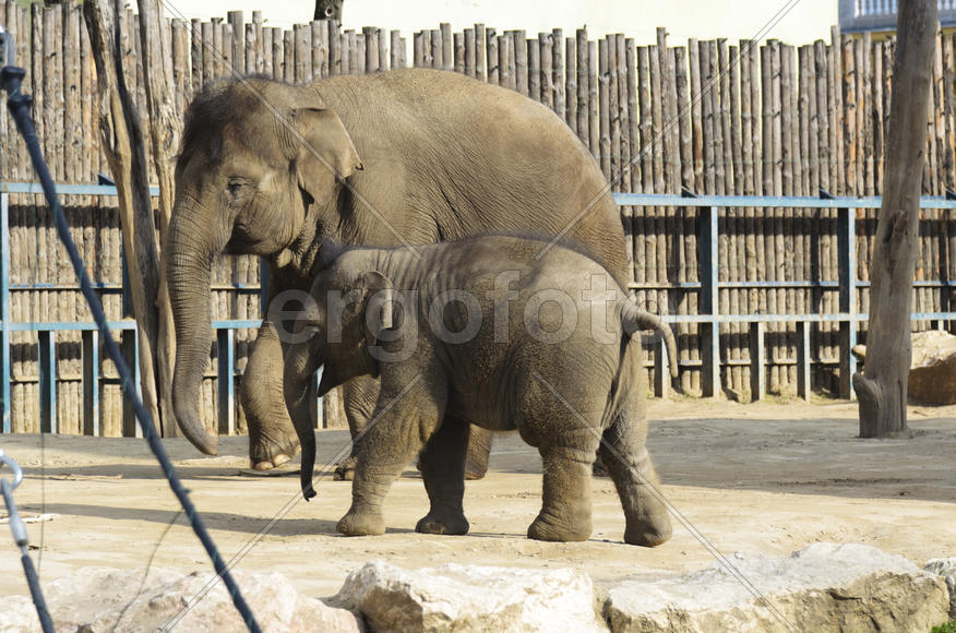 The elephant in the zoo. Big, big, strong animal. Safari object. Huge tusks