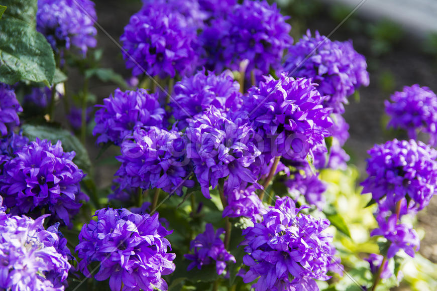 Flowers on the lawn in the courtyard of a private house