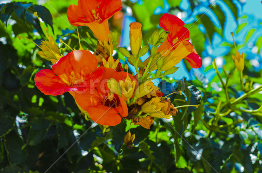 Flowers near the house. Admire the rising sun, blossoming flower, or the smell of the night violets