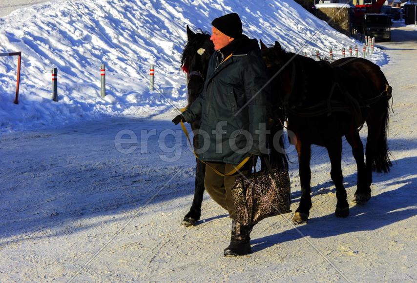 Лошадь на ярмарке в Западной Украине