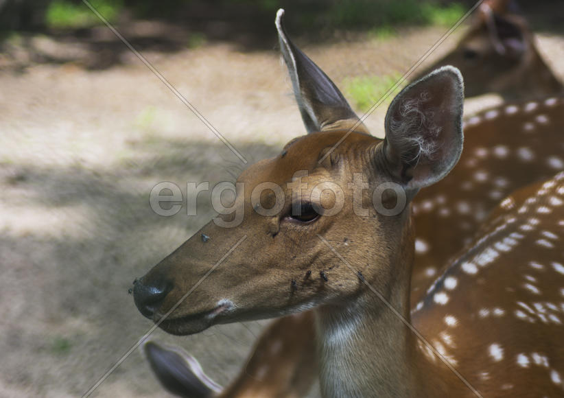 Sika deer - a mammal of the family Oleneva. Animals in the wild.