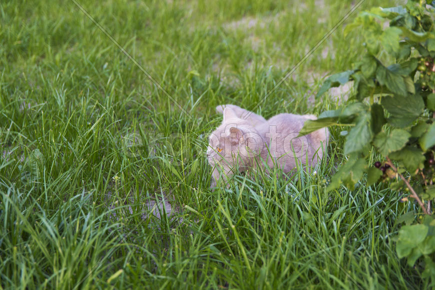 Adult cat gave birth to kittens. Beautiful color and good pedigree.