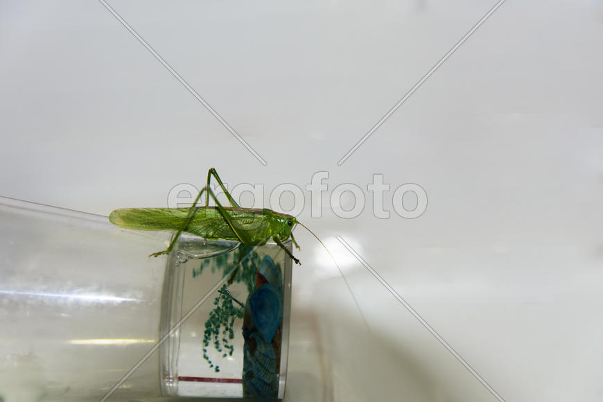 Locusts on the glass with toothbrushes in the bathroom.