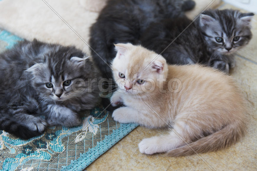Kittens born in a private home. Beautiful color and good pedigree.