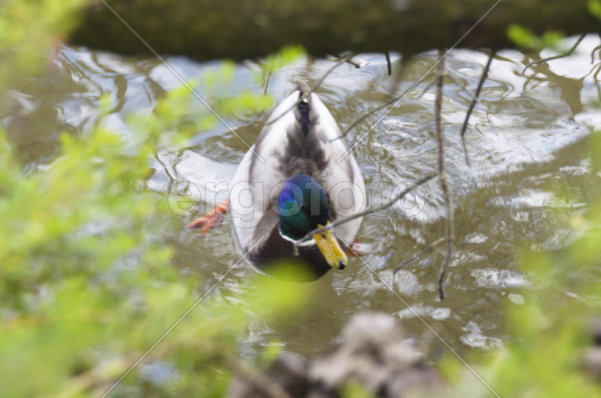 Duck. Various color of plumage. Birds medium and small size with a relatively short neck