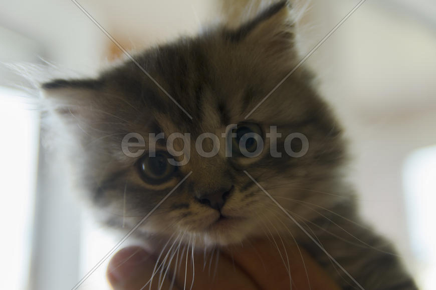 Kittens born in a private home. Beautiful color and good pedigree.