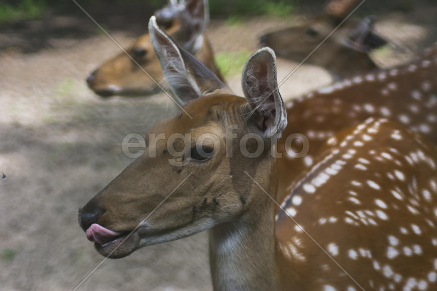 Sika deer - a mammal of the family Oleneva. Animals in the wild.