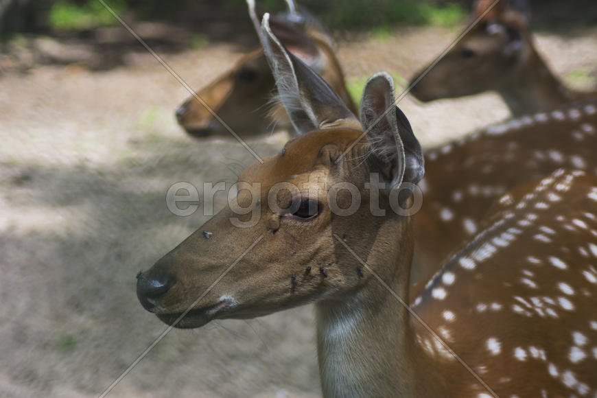 Sika deer - a mammal of the family Oleneva. Animals in the wild.