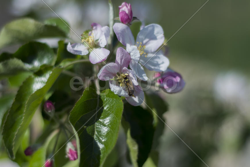 Bee pollinating flowers of apple trees in the home garden