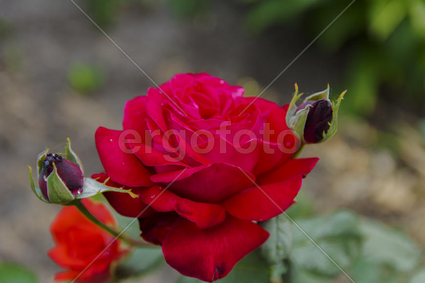 Roses in the yard on the lawn near a private house