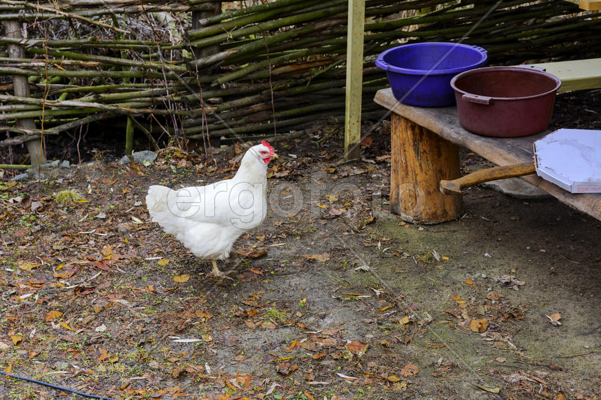 Куры пасутся на территории частного сектора 