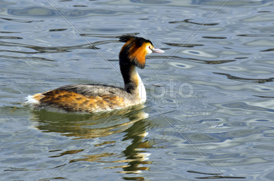 Duck. Various color of plumage. Birds medium and small size with a relatively short neck