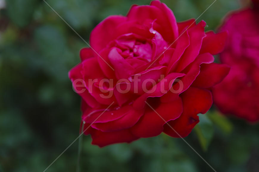 Roses in the yard on the lawn near a private house