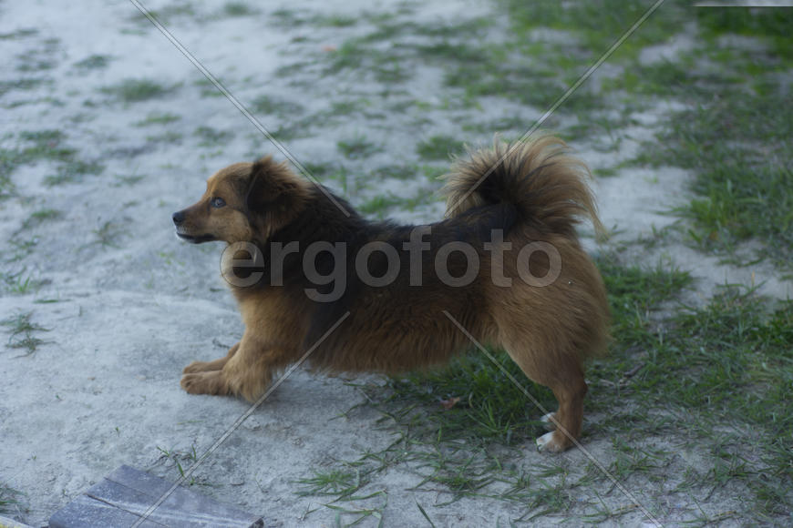 Dog in a private home. A guard and a family friend.