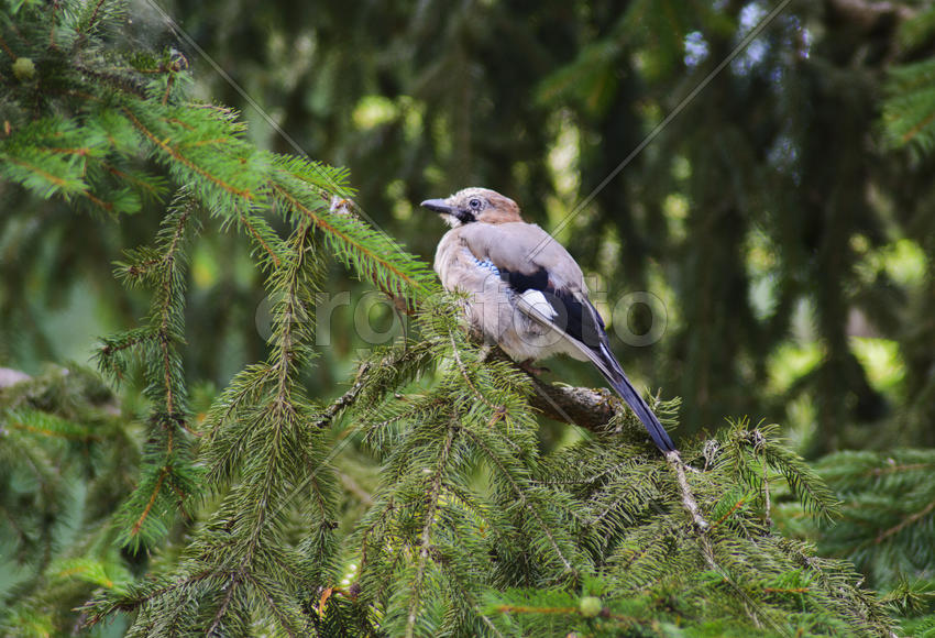 Jay sitting on a tree branch. Birds in the wild.
