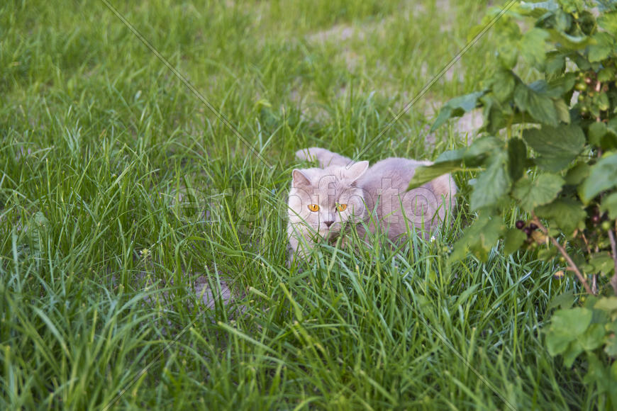 Adult cat gave birth to kittens. Beautiful color and good pedigree.