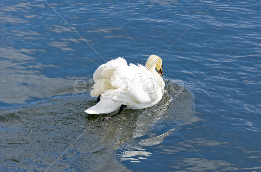 White swan on the water. Most large water bird with a long neck and a well-developed