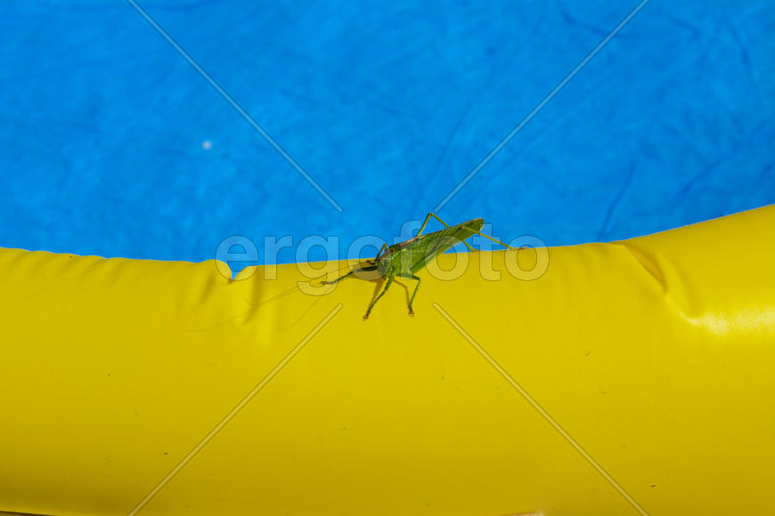 Green locust on the edge of the children's pool.