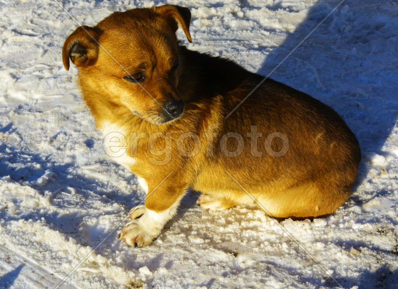 Небольшая замершая собака зимой 