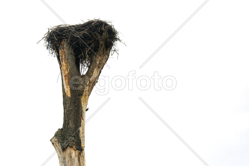  Гнездо аиста, выращенное на старом дереве в деревне