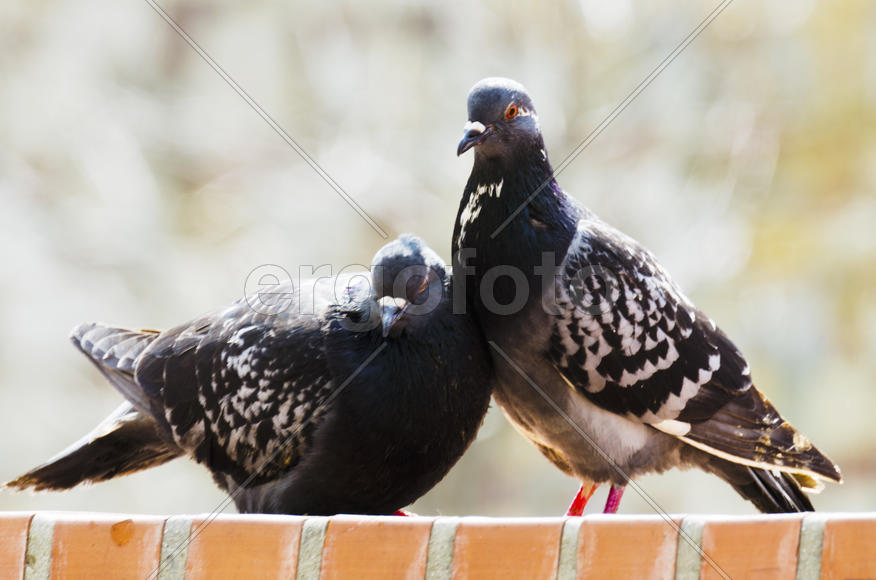 Dove - a symbol of love, friendship and peace in the world
