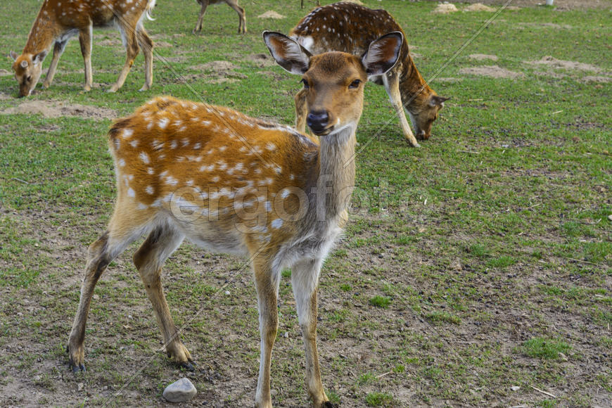 Олень - крупное животное с изящным телом