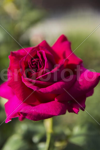 Roses in the yard on the lawn near a private house